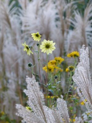 2018-10-13 Gartenimpressionen 20.jpg