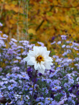 2018-10-13 Dahlia 2.jpg