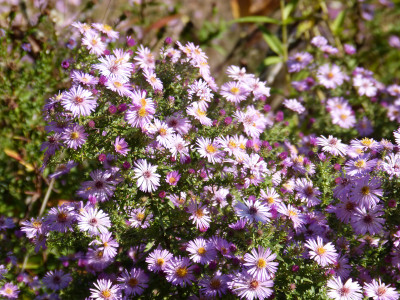 2018-10-13 Aster ericoides 'Rosa Raureif'.jpg