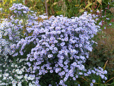 2018-10-13 Aster Sämling Arcturus.jpg