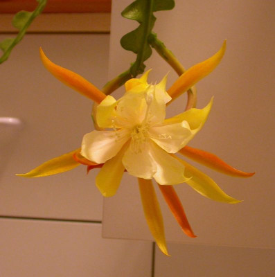 Sukkulente Blüte.jpg