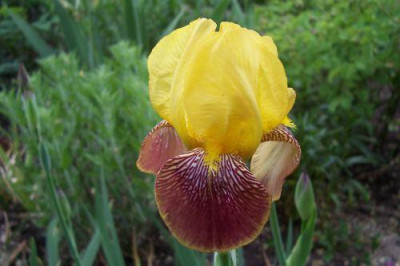 000_1623_von_Schlusselblume.jpg
