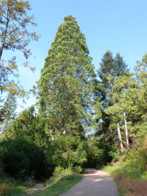2018-10-07 Waldarboretum Günterstal 1.jpg