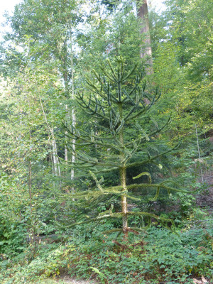 2018-10-07 Waldarboretum Günterstal 2.jpg