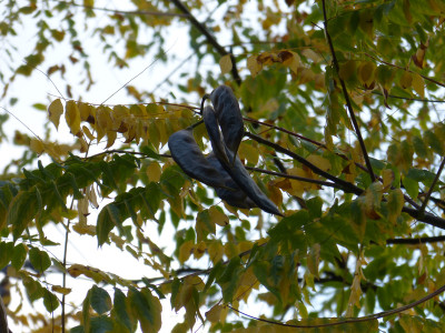 2018-10-07 Waldarboretum Günterstal 4.jpg