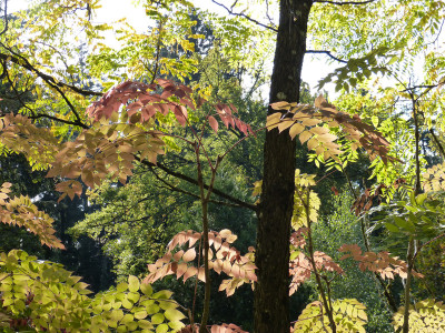 2018-10-07 Waldarboretum Günterstal 5.jpg