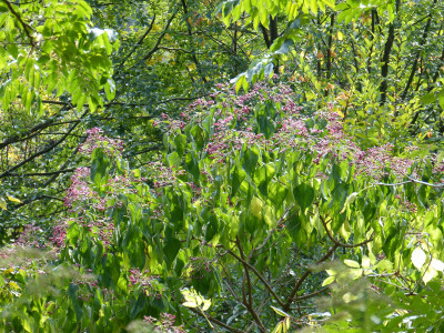 2018-10-07 Waldarboretum Günterstal 6.jpg