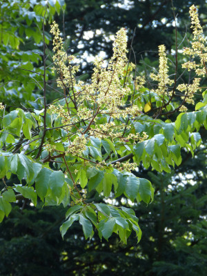 2018-10-07 Waldarboretum Günterstal 7.jpg