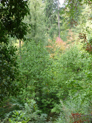 2018-10-07 Waldarboretum Günterstal 8.jpg