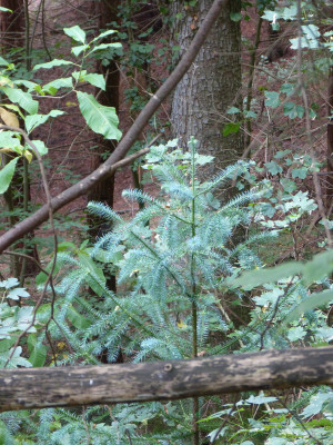 2018-10-07 Waldarboretum Günterstal 9.jpg