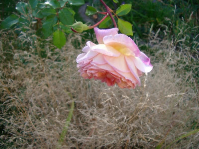 IMGP8706.JPG