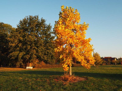 Liriodendron 14.10.18 ue.JPG