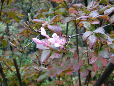2018-10-07 Meriangärten 12.jpg