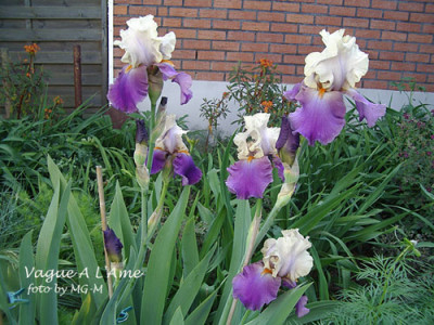 Imgp1014-Vague-gruppe.jpg