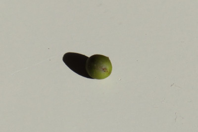 2018-10-14 Lindera angustifolia 1.jpg