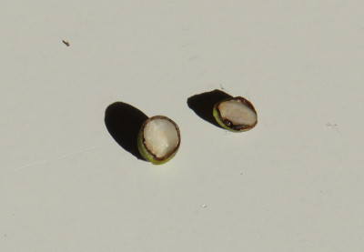 2018-10-14 Lindera angustifolia 2.jpg