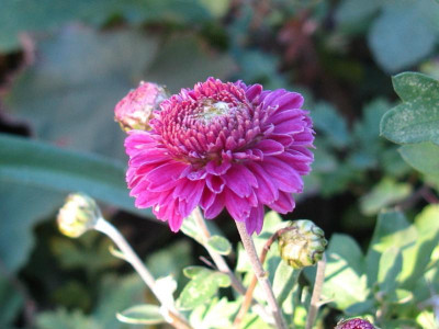 Udos Winteraster Blüte 141018.JPG