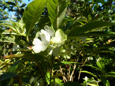 P1020435.JPG