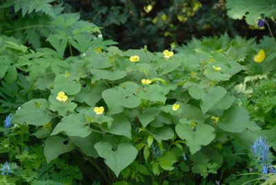 Saruma-henryi-060507-k.jpg