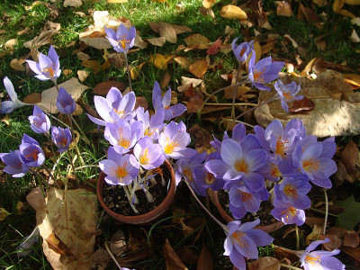 Crocus-3Herbstkrokusse.jpg