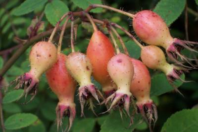 Rosa_moyesii_Hagebutten.jpg