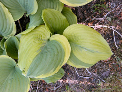 hosta_Fragant_B_Sp.jpg