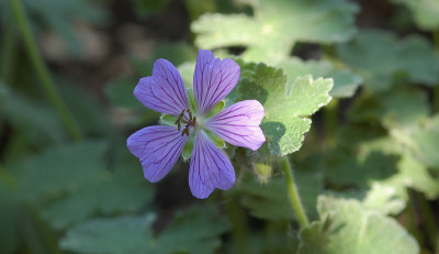 Geranium-renardii-Philippe-.jpg