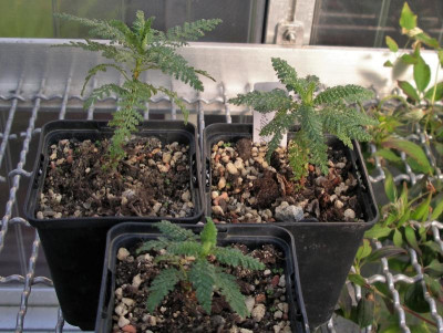 Chamaebatiaria millefolium 16.10.18.JPG