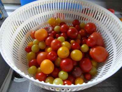 letzte Tomaten.JPG