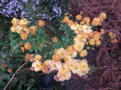 Chrysanthemum  Julian-Slg_7415.jpg