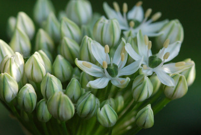 Allium-multibulbosum-060507.jpg