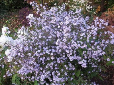 Aster cordifolius 'Ideal'_7416.jpg