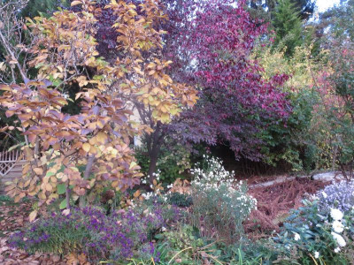 Herbstfarbe am Teichbeet_7420.jpg