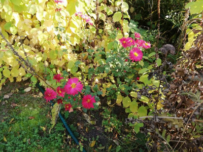 IMG_20181016_153447.jpg