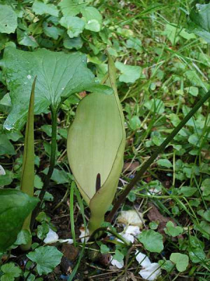 arum_albispathum_0019.jpg