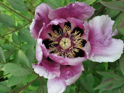 thueringer_rockii_saemling_0011.jpg