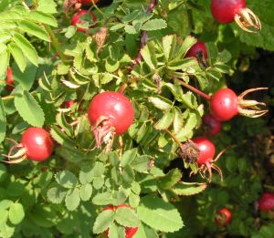 Rosa_pimp_Hagebu_rot.jpg