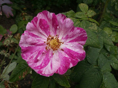 Versicolor-06-06.jpg