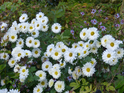 2017-10-22 Chrysanthemum 'Poesie'.jpg