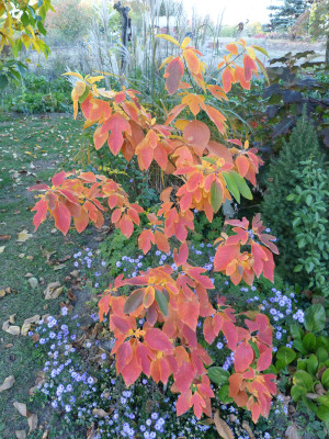 2018-10-13 Sassafras albidum 5.jpg