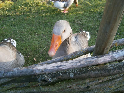 Wackershofen 021.JPG