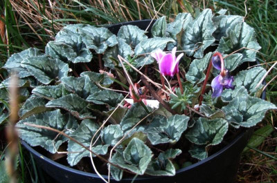 Cyclamen hderifolium 4n.jpg
