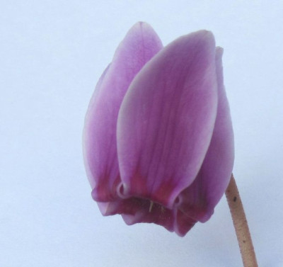 C.hederifolium 4n Bluete 2018.jpg