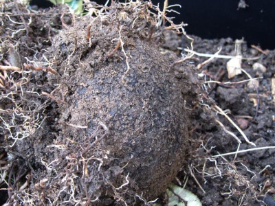 Cyclamen hederfolium 4n Knolle2018.jpg