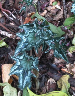 Lysander Camouflage.jpg