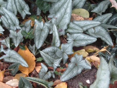C.silver narrow leaf ax2018.jpg