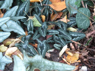 narrow leaf ax2018.jpg