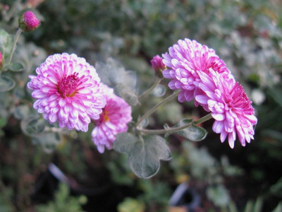 Rotes Julchen 171018.JPG