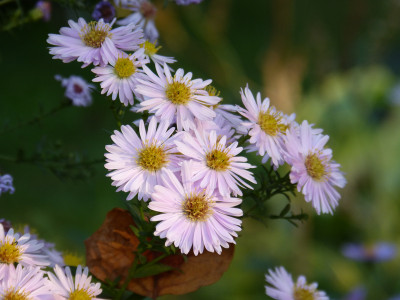 2018-10-17 Aster Sämling Arcturus.jpg