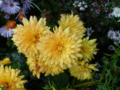2018-10-17 Chrysanthemum.jpg